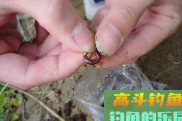 使用蚯蚓饵钓鱼的3个正确用法，传统钓或台钓高手都看