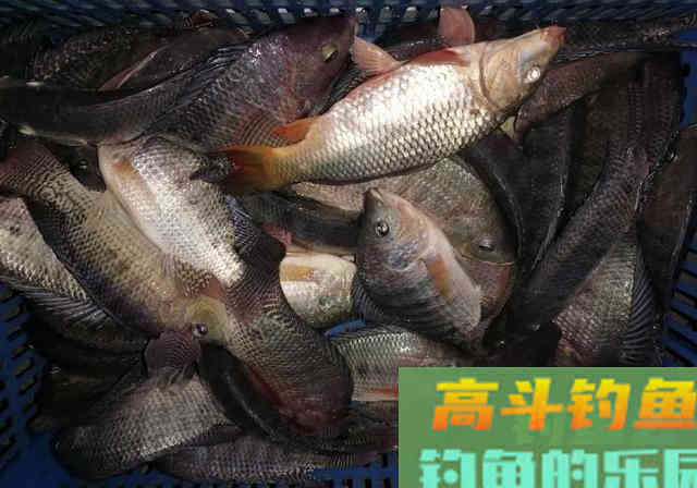 水库钓鱼秘制羊油饵料野钓，钓获一箱20多斤罗非鱼