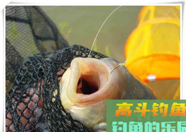 打窝后应该钓窝中间还是窝边？应结合鱼情