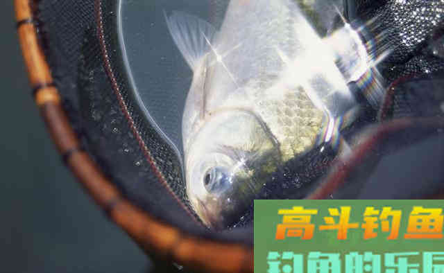 酒米是否越泡越香？泡一天、一周、一年有什么区别