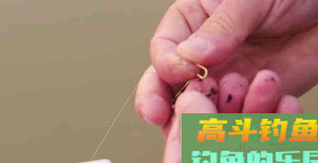 黑坑老板为什么都不让用红虫钓鱼？真正的原因有3点