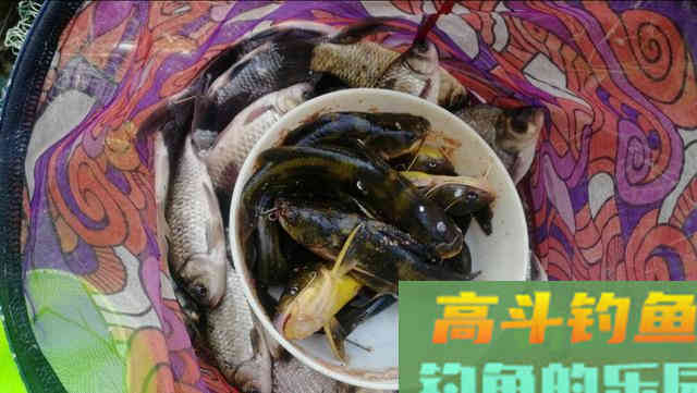 详解使用蚯蚓钓鱼有何优势及调漂方法