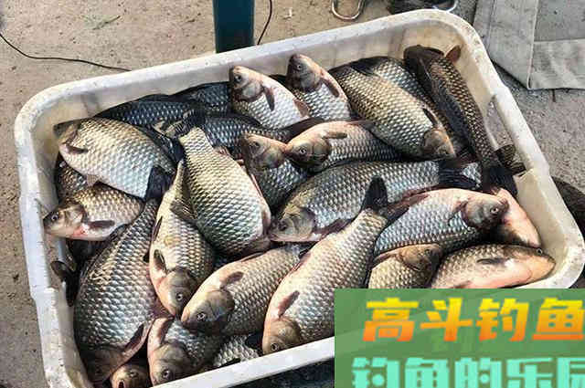 自制钓鱼发酵小麦饵，秋钓鲫鱼必备