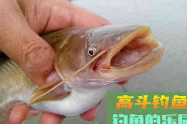 一提蚯蚓饵，我就只服这高端用法，百试百灵