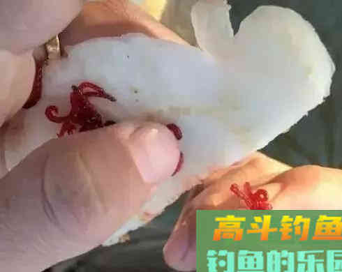 红虫不同场合下做钓饵技巧，用好了隔壁老王都眼红