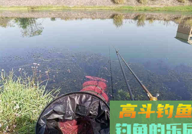 打下窝料半天不上鱼？发窝慢这几个问题不能忽视