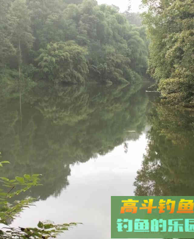 传统谷麦钓法，酒米谷麦饵料详细教学