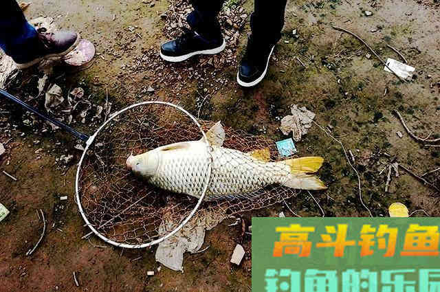 打窝不知道用什么好，试试这款发酵碎玉米