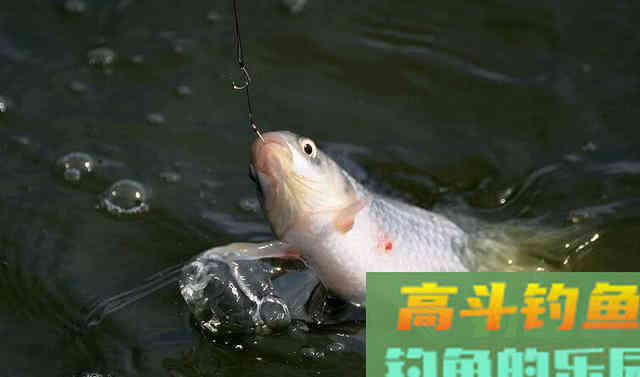 饵料之中为什么要加盐？很多钓鱼人都不知道是什么原理