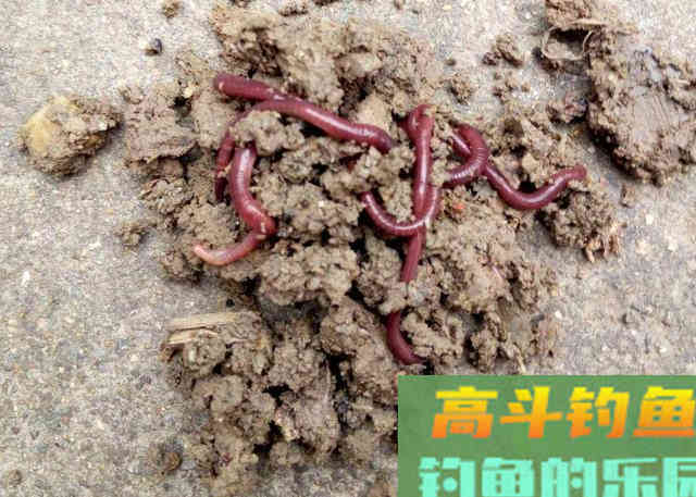 每次钓完鱼，剩余饵料最为稳妥的3种保存方式