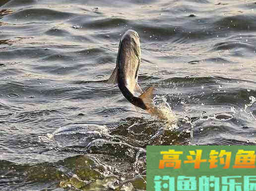 鱼儿进窝会给你发信号，错过了可就白等了