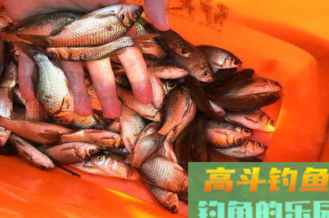 庆国庆，特意奉上几套鱼饵配方，助你爽钓整个假期