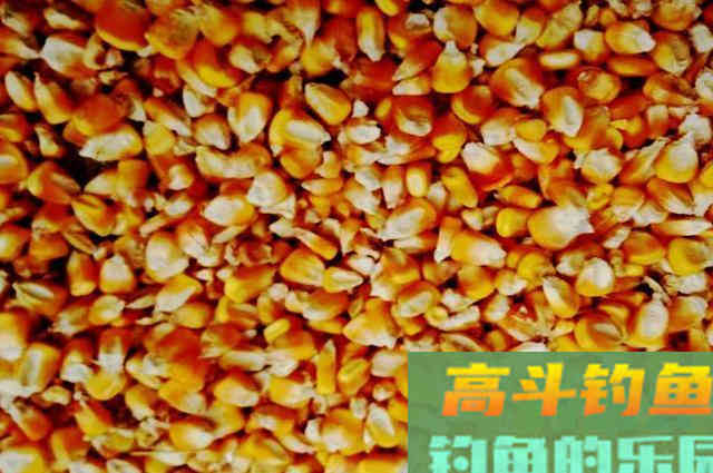 打窝不知道用什么好，试试这款发酵碎玉米