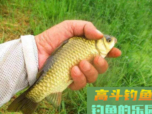 补窝不当，你离爆护又远了一步