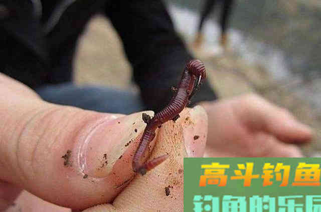 蚯蚓钓鱼大有讲究，这四个用法最关键