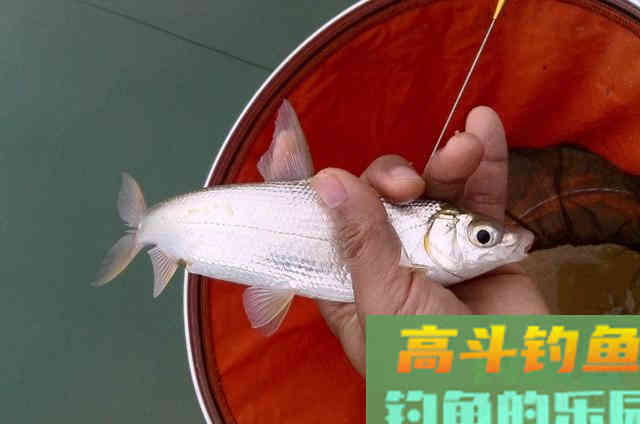 冷天钓鱼时，需要钓友们牢牢记住的3个用饵套路