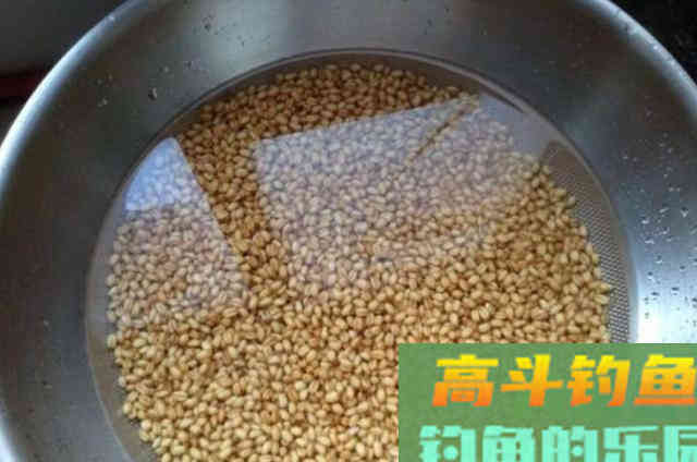 五月刚到，我就只服这鲫鱼饵，一周连用三次都不够