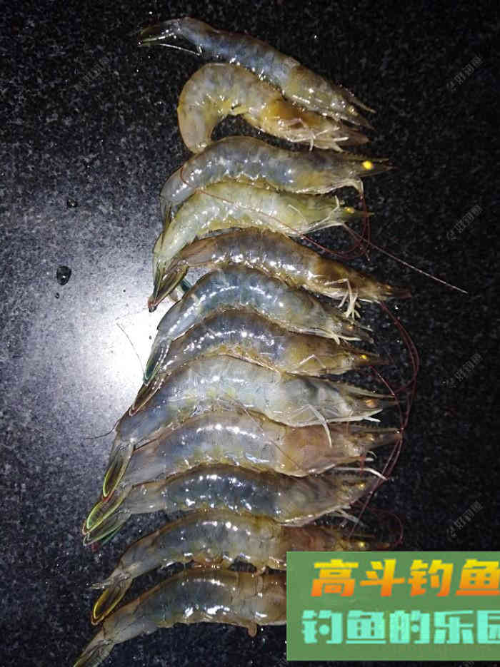 虾拉饵真实的制作过程与效果