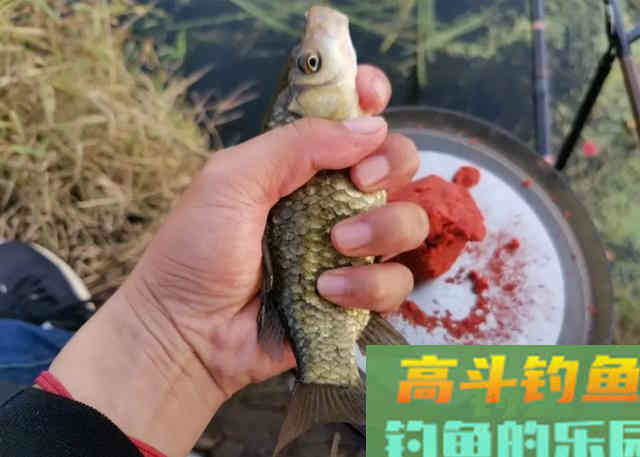 每次钓完鱼，剩余饵料最为稳妥的3种保存方式
