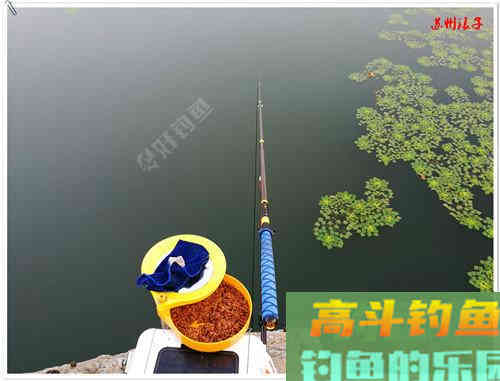 夏天大鱼诱惑之搓饵，高手探讨饵料