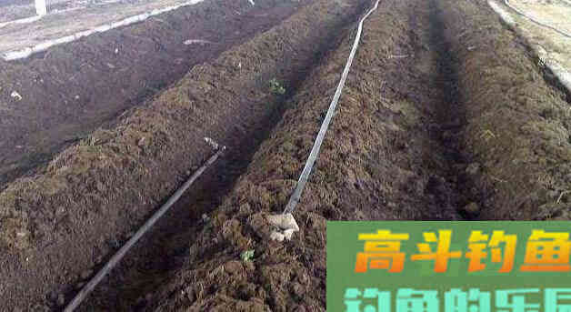 生长在地表的蚯蚓，为何让水里的鱼类都喜欢