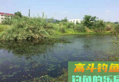 草洞布窝钓鲫鱼经验分享，小鱼闹窝不可怕