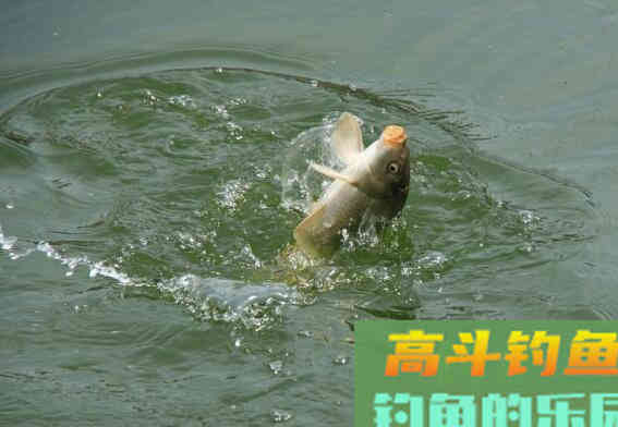 重窝的作用，与小水面打窝的技巧
