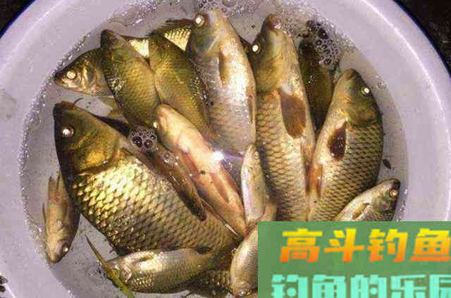 野钓打窝时，可以借用的五大神器