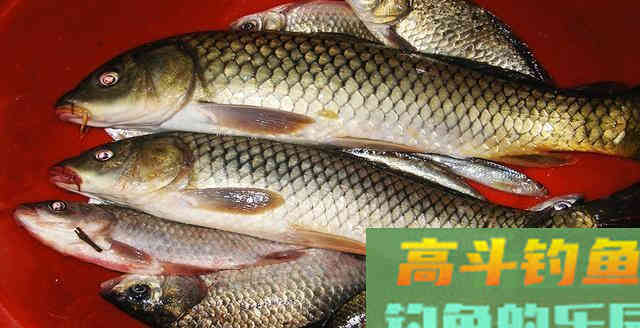 看完这些，钓鱼酒米以后不用买了，在家就能做出来