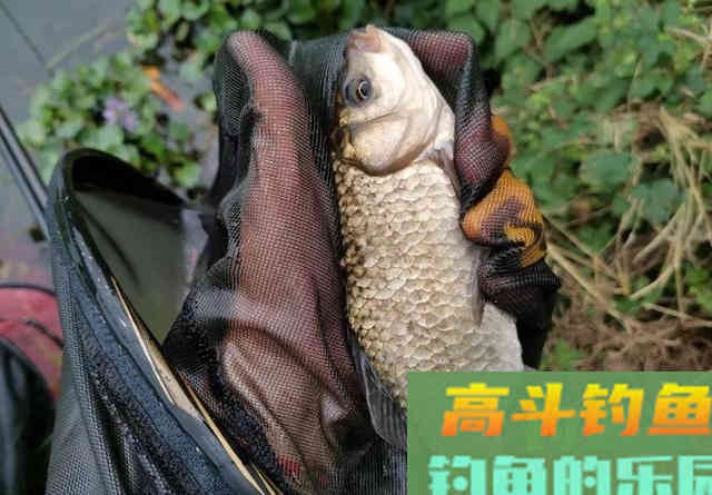 天太冷，鱼儿半天不进窝？去打个隔夜窝，下竿就中
