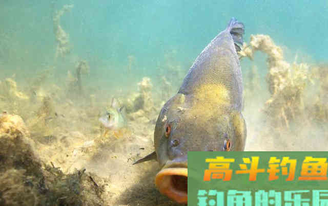 真正拉开钓鱼水平差距的，是理解能力，多数人忽视了