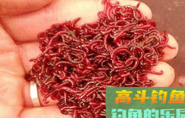 分享几种红虫钓鱼的用法