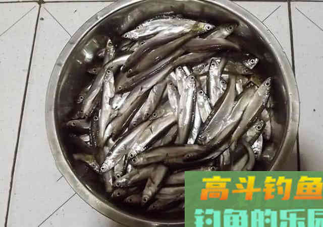 万能鱼饵非蚯蚓莫属？不，还有苍蝇也可以钓鱼