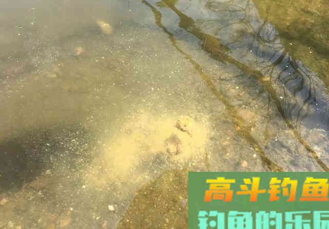 补窝后反倒停口？野钓补窝有三件事至关重要