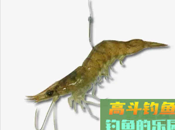 红虫、蚯蚓、大虾拉饵方法大集合