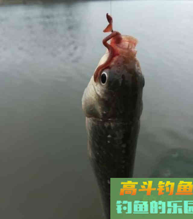 春季钓鲫鱼，蚯蚓作钓实战经验，钓获10多条鲫鱼
