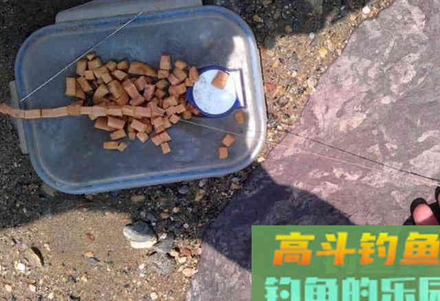 火腿肠也能钓鱼？用白酒、红糖、氨基酸泡制后，有效