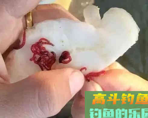 红虫不同场合下做钓饵技巧，用好了隔壁老王都眼红