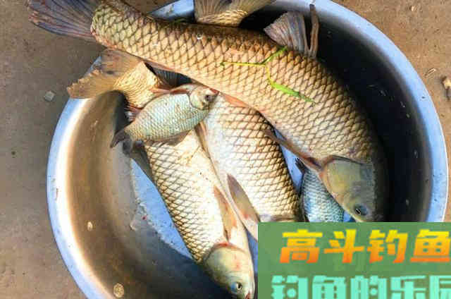 2种钓草鱼的打窝方法，与窝料投放方式