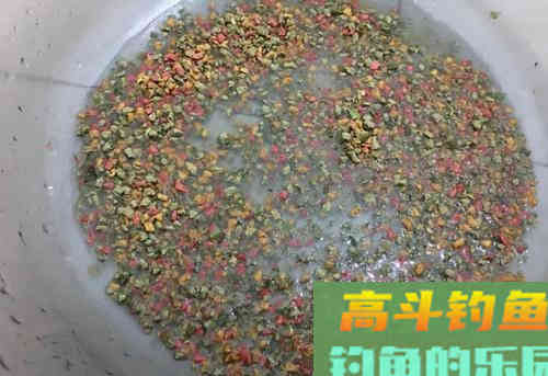 为什么螺鲤钓不到鱼？最基本的饵料搭配都不对