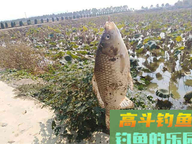 用蚯蚓总是抓不住鱼口，可以试试直接这样钓