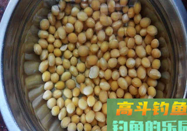 每年三月份，我都用这款自制饵料钓鲤鱼