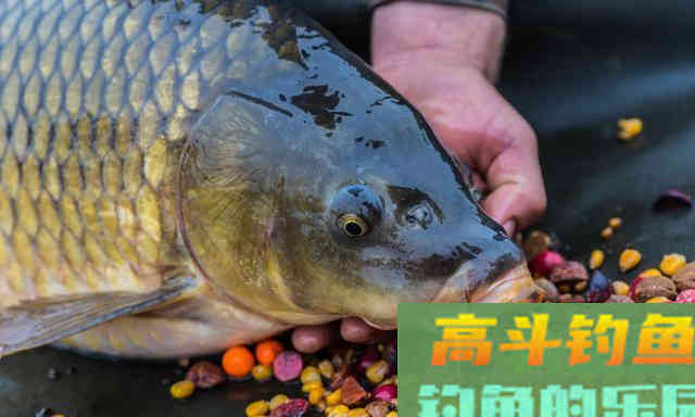 每到钓鲤鱼草鱼季节，我都用这款自制玉米粒饵料