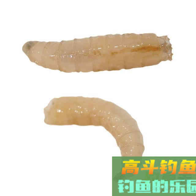 恶心的蛆虫，你是否拿它钓过鱼，虽恶心但用来钓鱼好