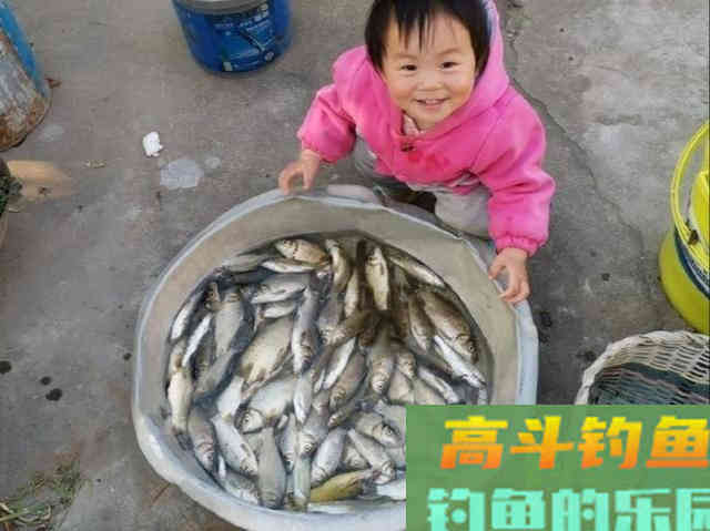 酒米窝料诱鱼，钓获100多条野生鲫鱼