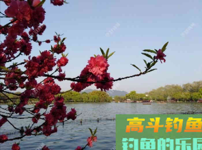 从打窝的种类与利弊，到材料的味型分析，教你打窝