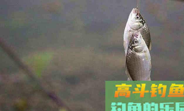 野钓想要钓好鲫鱼，打窝、补窝的这些讲究要知道
