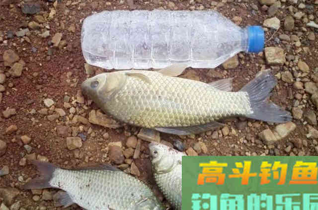 天气一热，不料这诱饵窝料特管用，百试百灵