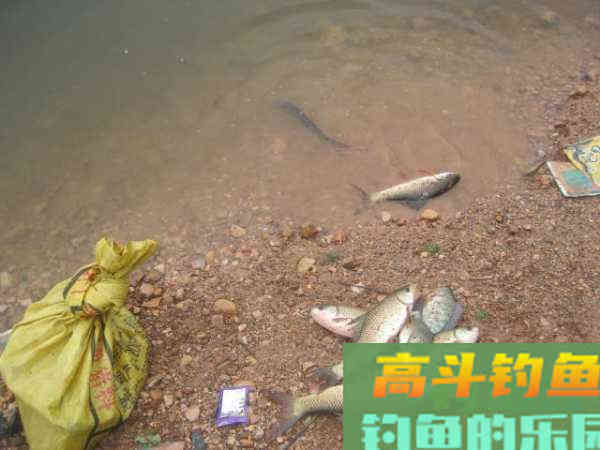 如何制作玉米粒钓饵？如何选点打窝与玉米粒使用技巧