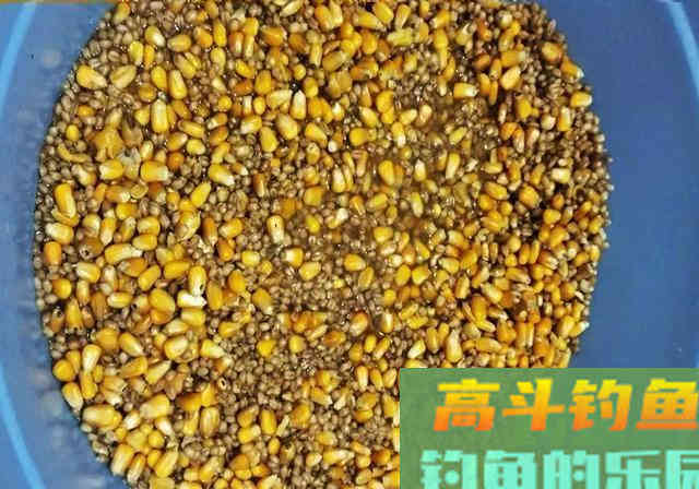 自制窝料放了1周，打开后被人嘲笑，窝料入水